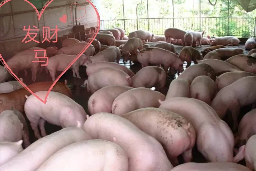 生猪养殖保障措施,猪养殖下阶段工作重点