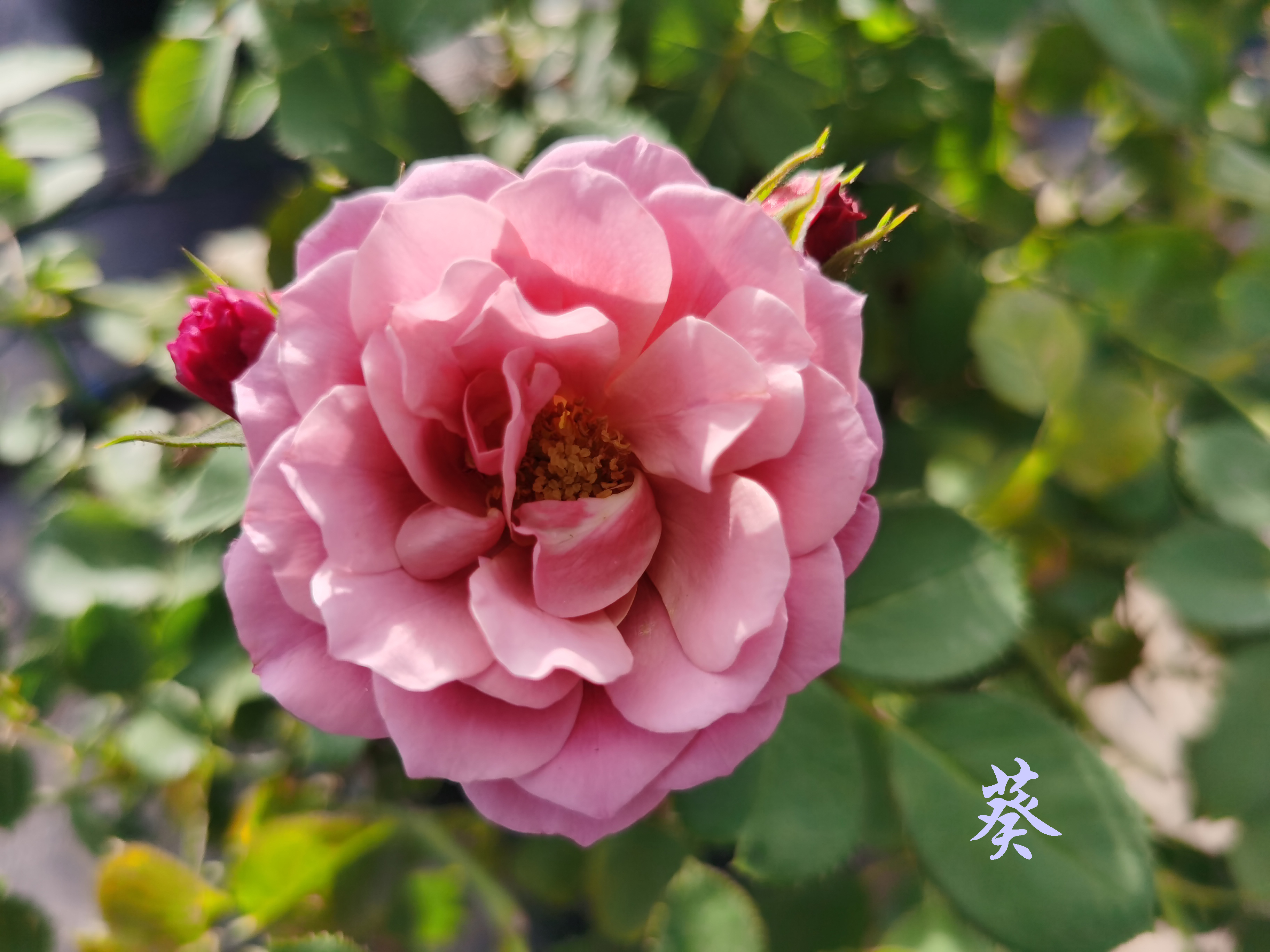 大兴月季园的月季有多少种,北京最大的月季基地在哪