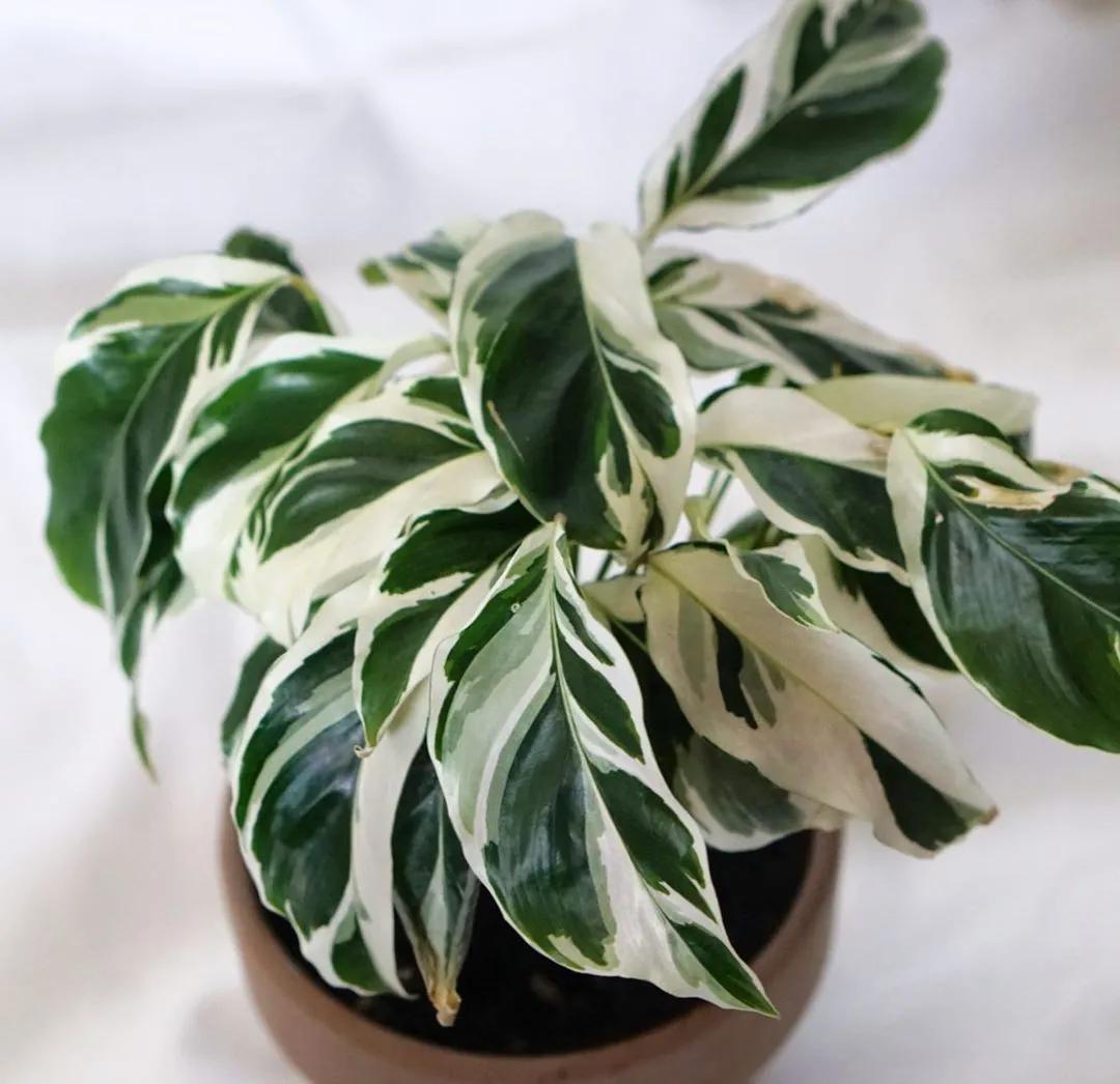 10片叶子的绿植,室内绿植盆栽一元