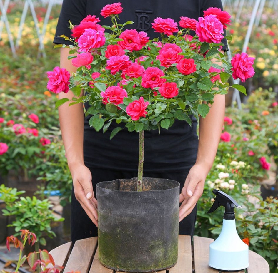 100种月季经典品种,100种经典月季品种