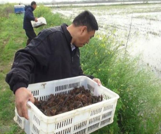 投放早春小龙虾苗注意哪些,小龙虾养殖技术方法和注意事项