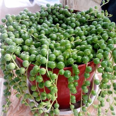 一株珍珠吊兰怎么养爆盆,一串珍珠吊兰怎么爆盆