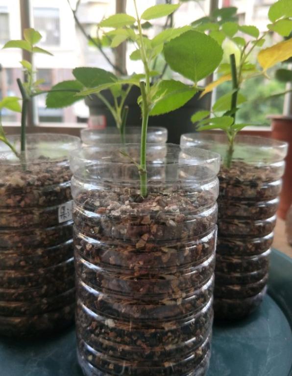 扦插月季花生根剂浸几小时,刚扦插的植物能浇柳树皮水吗