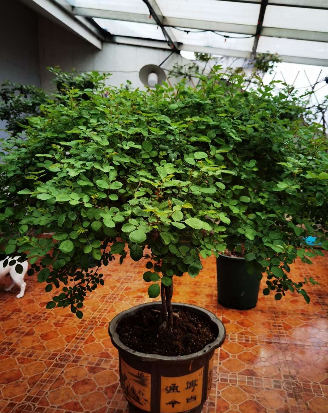 养花必备的6种小药片,什么药片可以养花生根