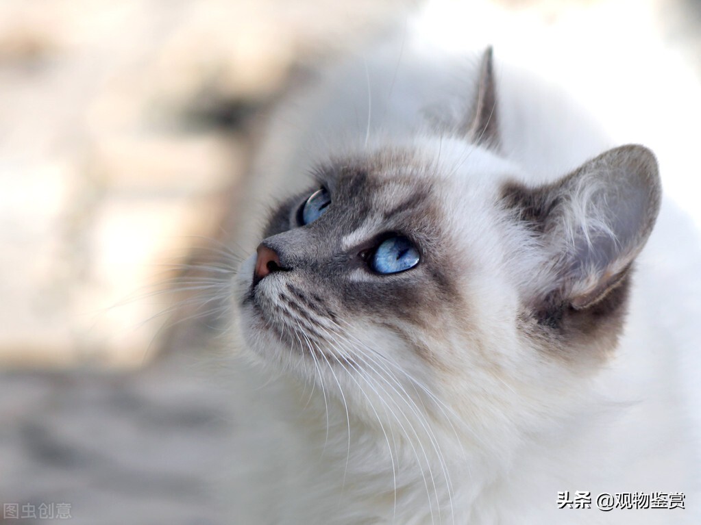 蓝白英短和暹罗猫性格,暹罗猫蓝重点色性格