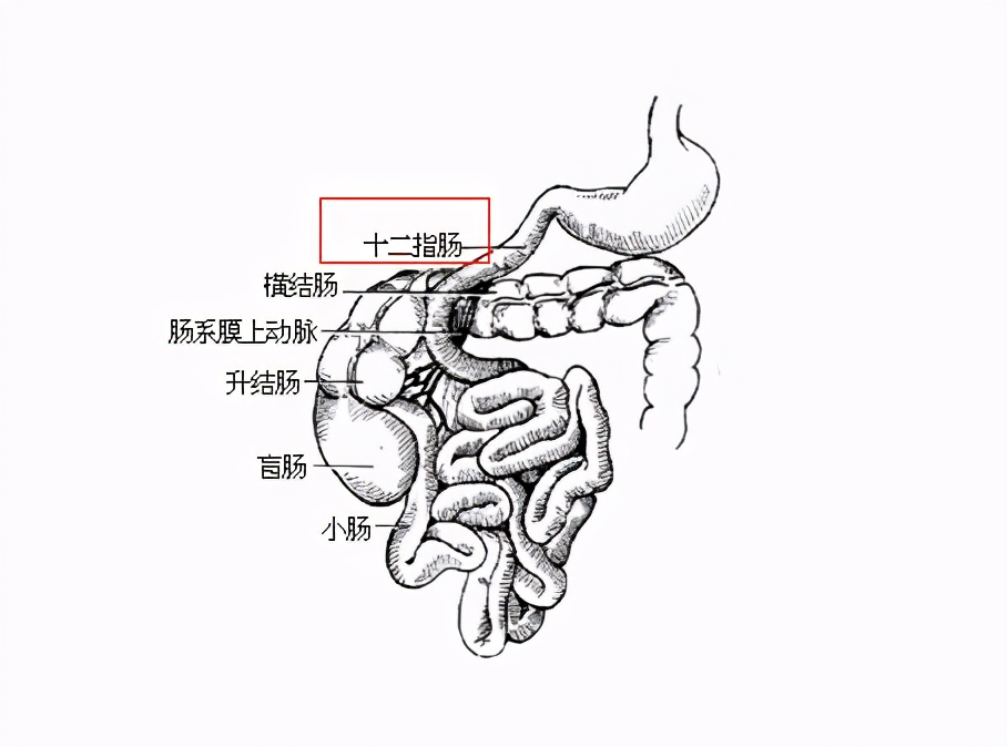 把胃全部切了能吃啥,把胃全部切除还能吃饭吗