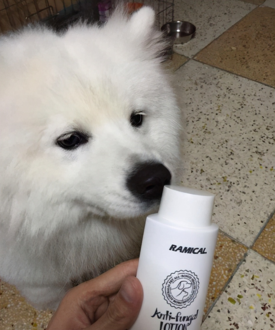 狗狗身上长了跳蚤喷了药多久洗掉,狗狗身上有跳蚤怎样快速处理