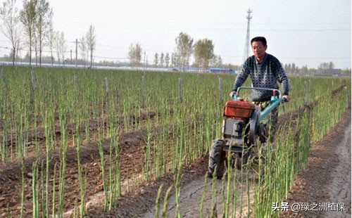 种植芦笋发展前景如何,芦笋种植采收时间及投资前景分析