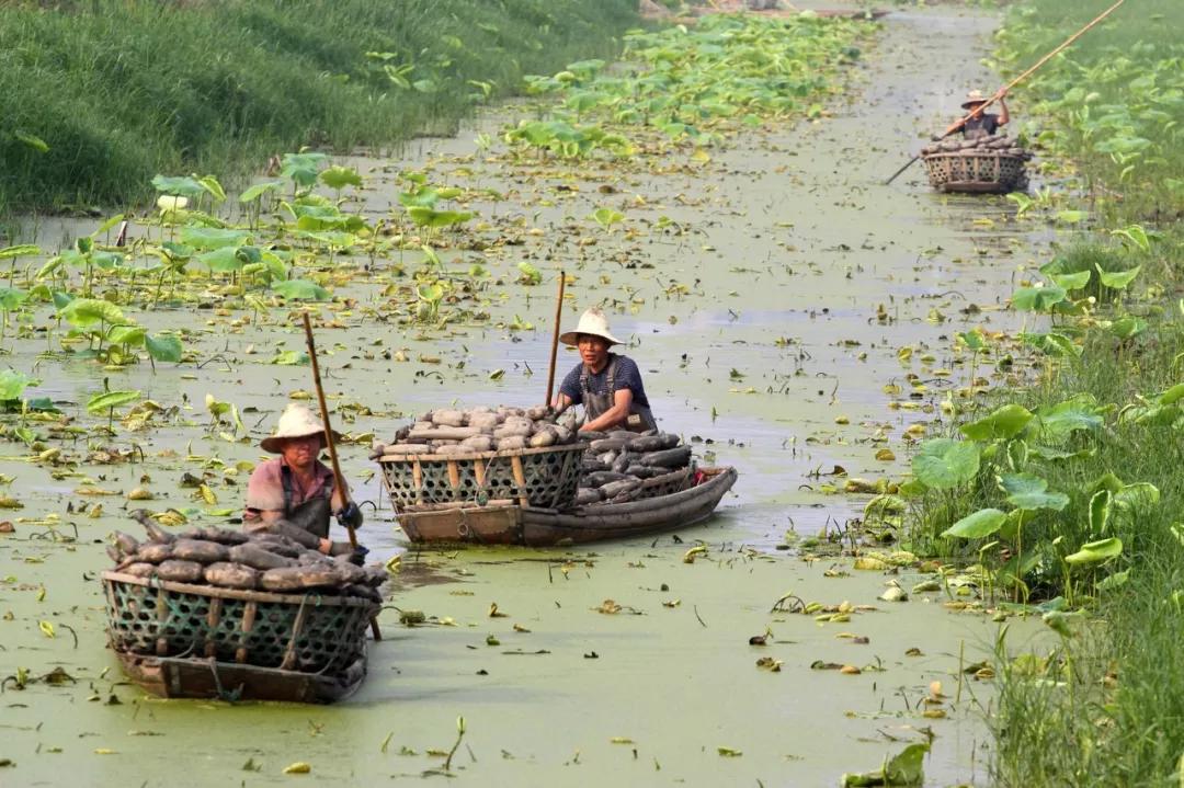 各种蒸菜怎么蒸好吃,蒸蒸菜的正确蒸法
