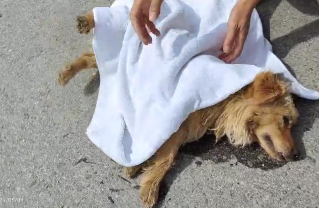 流浪狗被遗弃后瘫在地上不敢动,流浪狗浑身抽搐发现7只流浪狗