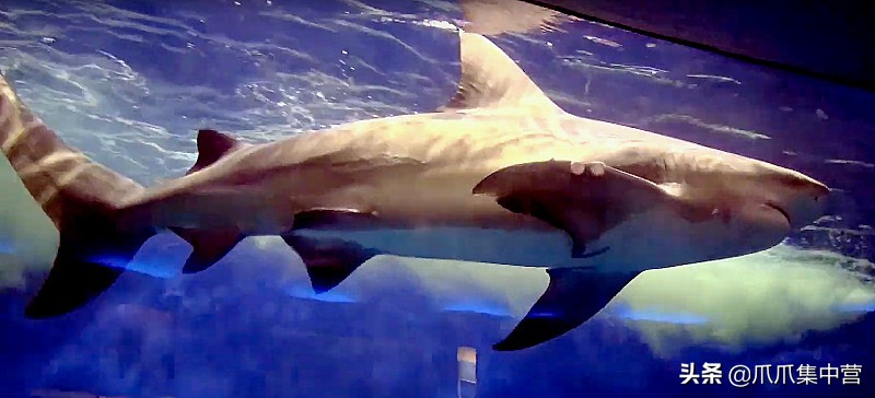 人工养殖鲨鱼死了怎么办,人工饲养虎鲸为啥短命