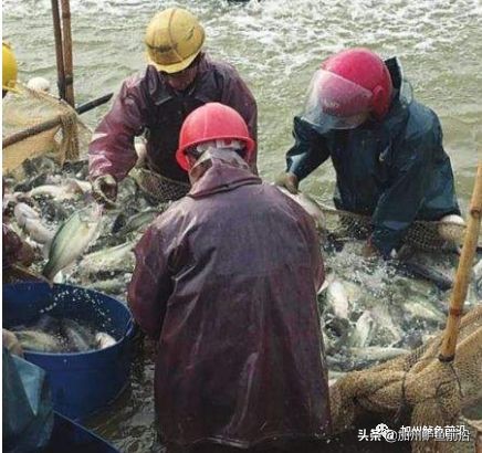 水霉病的最佳防治方法,水霉病的五大防治方法