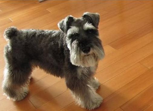 三个月雪纳瑞吃了水果拉稀怎么办,雪纳瑞拉稀像泥浆很臭怎么回事