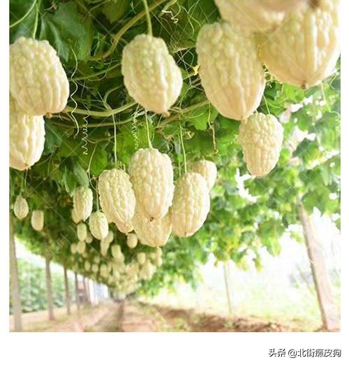 谁说农业不赚钱？这3个种植项目成本少收入还高