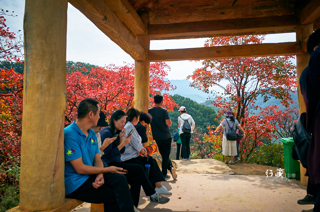 红了红了！在甘山的片片红叶中首波感受绚烂的秋天