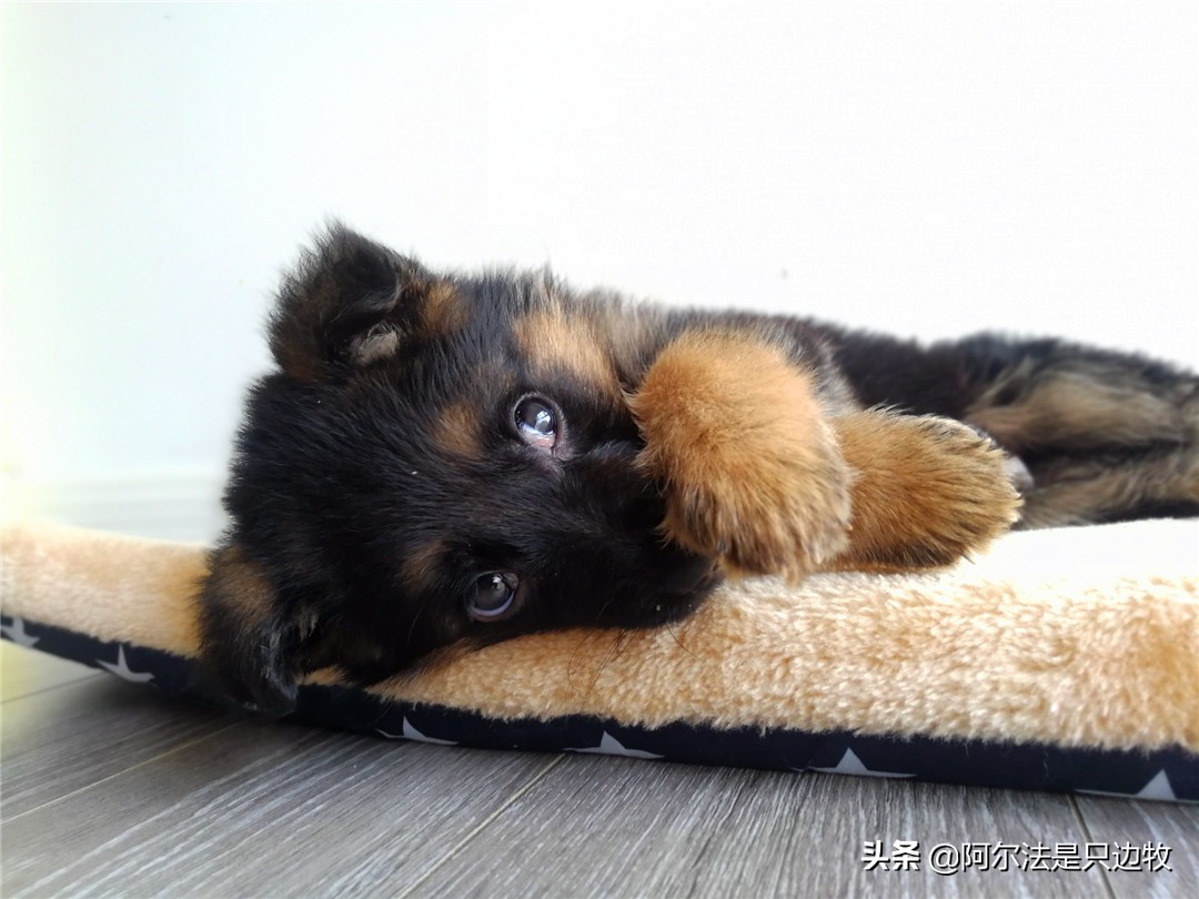 小德牧长不大了怎么办,小德牧几个月过了尴尬期