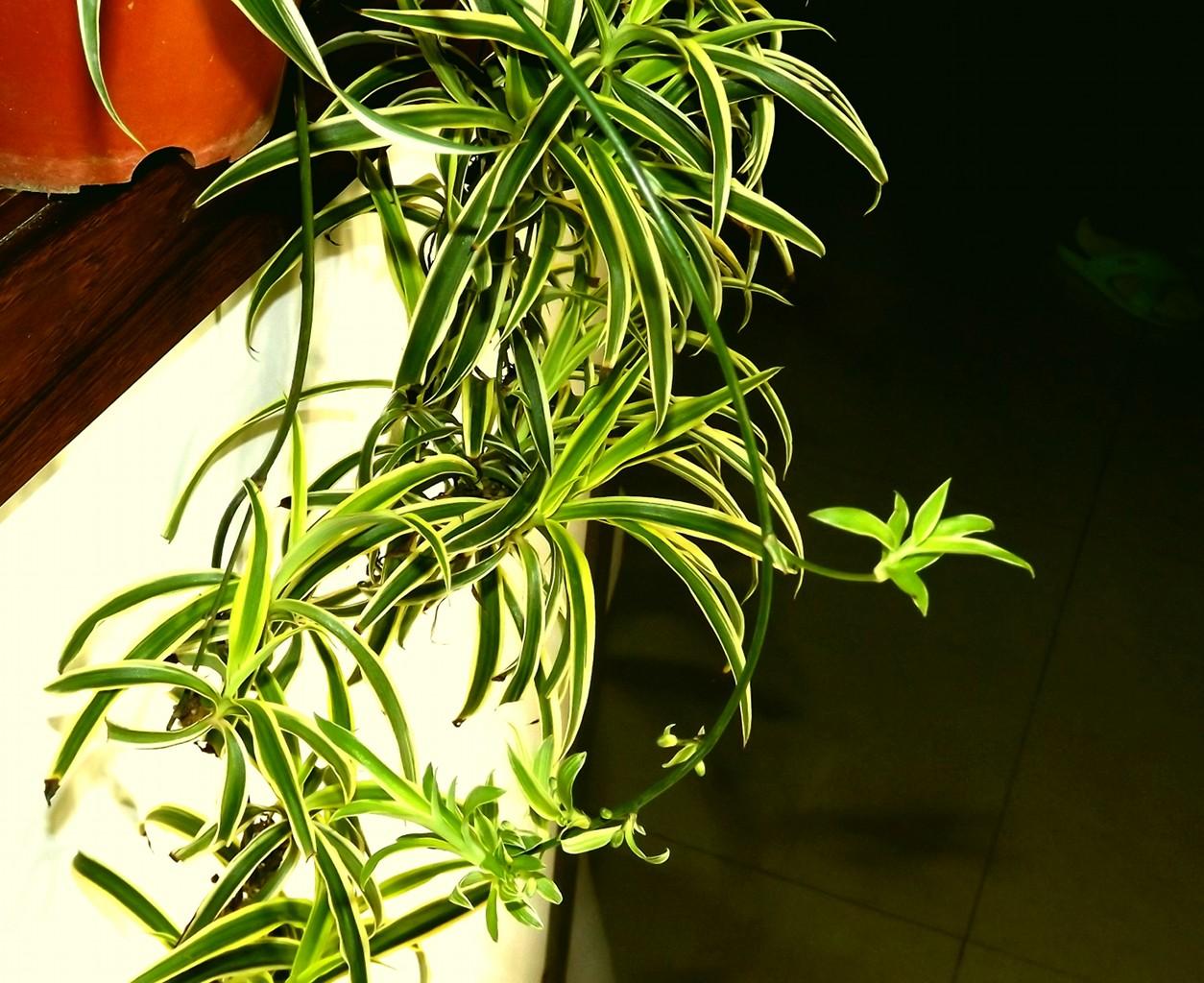 吊兰花卉的种类图片及名称,好看的吊兰植物图片及名称