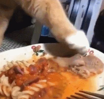 猫一天放了好几个臭屁,猫咪放的屁巨臭怎么回事