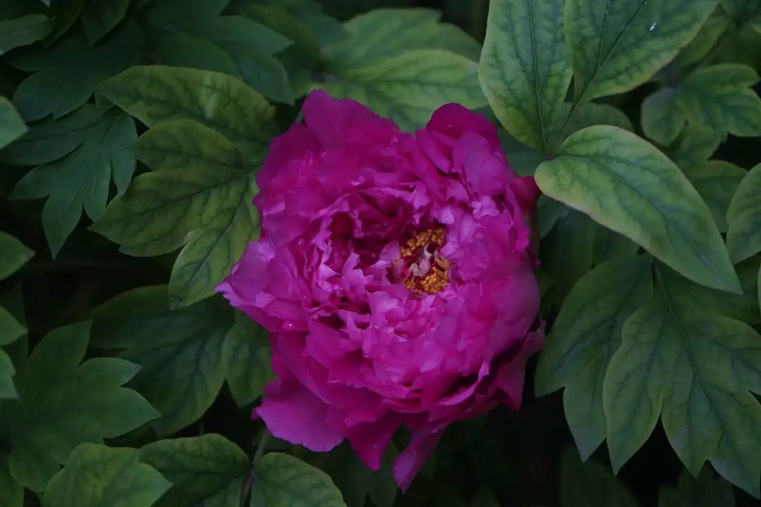 陆游春节的诗,陆游写的关于成都的诗