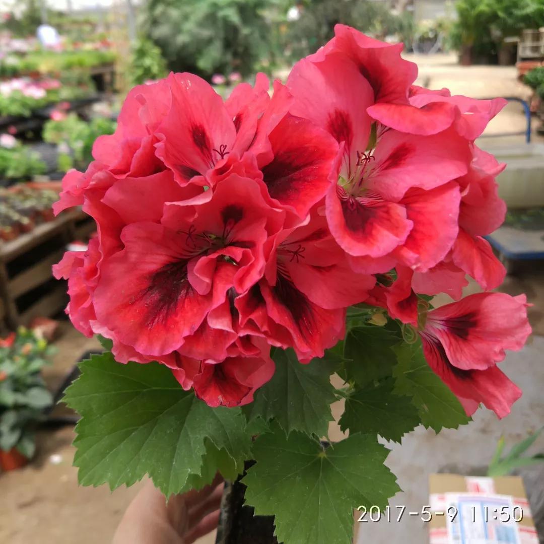 10种天竺葵,天竺葵100种图片大全