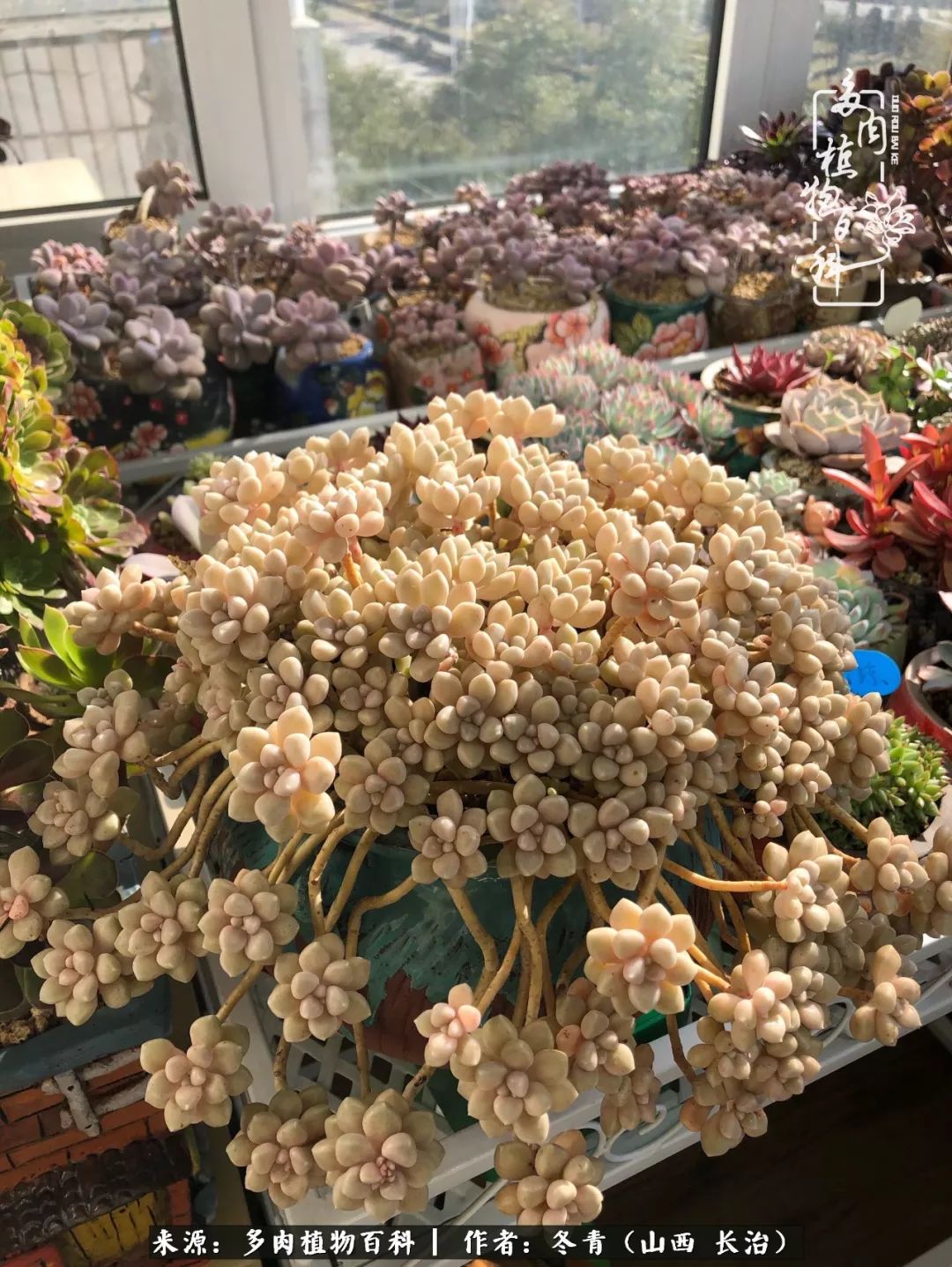 新手养多肉知道这4点打好基础,阳台上养多肉的正确方法