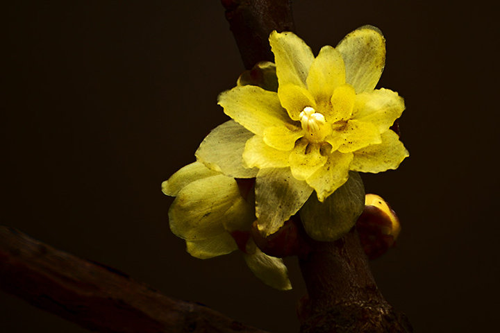 腊梅花有什么特点和作用,什么样的腊梅花好