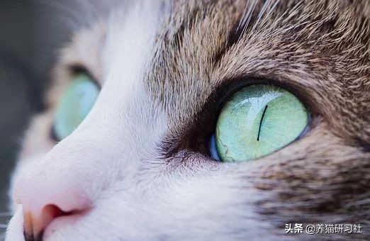猫咪眼睛黄色粘稠分泌物怎么处理,猫咪眼睛红肿有脓性分泌物怎么治