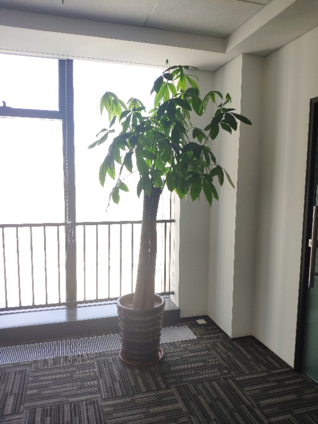 养的花老掉叶子,还越长越乱?老师傅的修剪方法,花越长越旺!