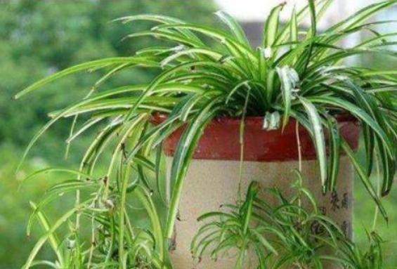 吊兰，是喜阴还是向阳，很多人弄错了，难怪总爱黄叶