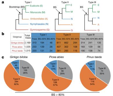 睡莲科植物特征,植物进化史睡莲