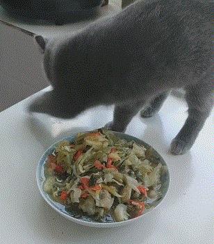 铲屎官想偷吃点零食也太难了吧,铲屎官日常被撒狗粮