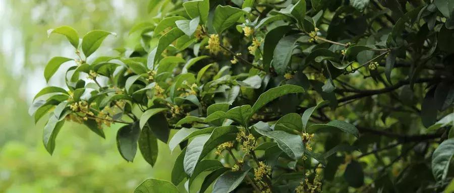 芦丹氏桂花香水是男香还是女香,爱马仕木质调香和东方调香的区别