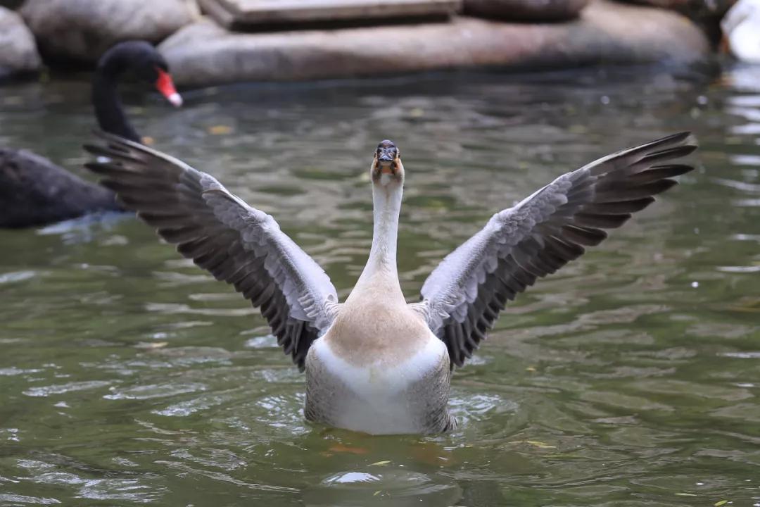 西安的春天到底有多美？我要打包送给你