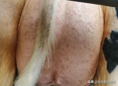 牛结节性皮肤病的防控措施,牛结节性皮肤病疫苗注射方式