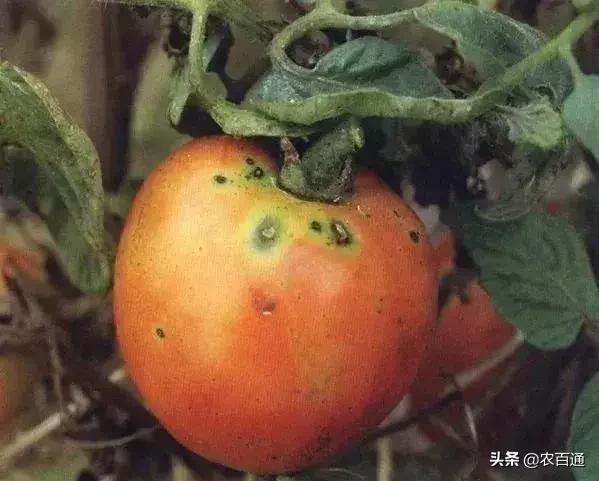 番茄叶有斑点是什么病,番茄常见病害和症状