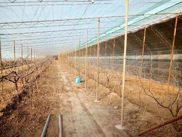 冬枣大棚管理方法,冬枣大棚温度管理技巧