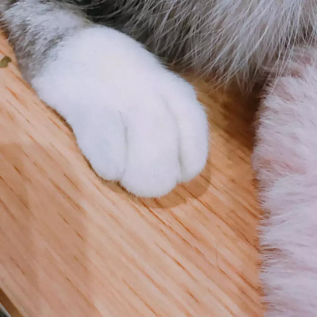 福利社|别抢咯，进来领猫爪杯啦！