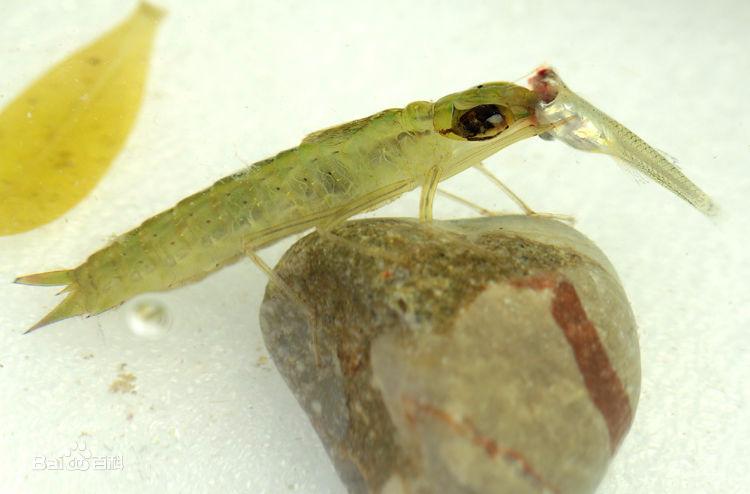 新手养鱼推荐混养品种,新手养鱼入门鱼种混养