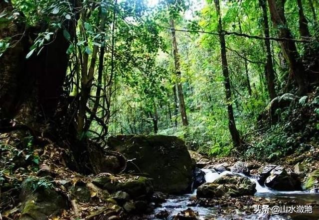 南靖珍稀植物,漳州市南靖县和溪镇乐土原始森林