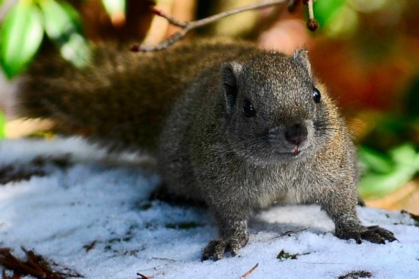 松鼠品种大全图解宠物松鼠,松鼠有哪些品种宠物松鼠品种图鉴