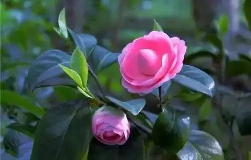 全国56个城市的市花,全国56个城市市花一览