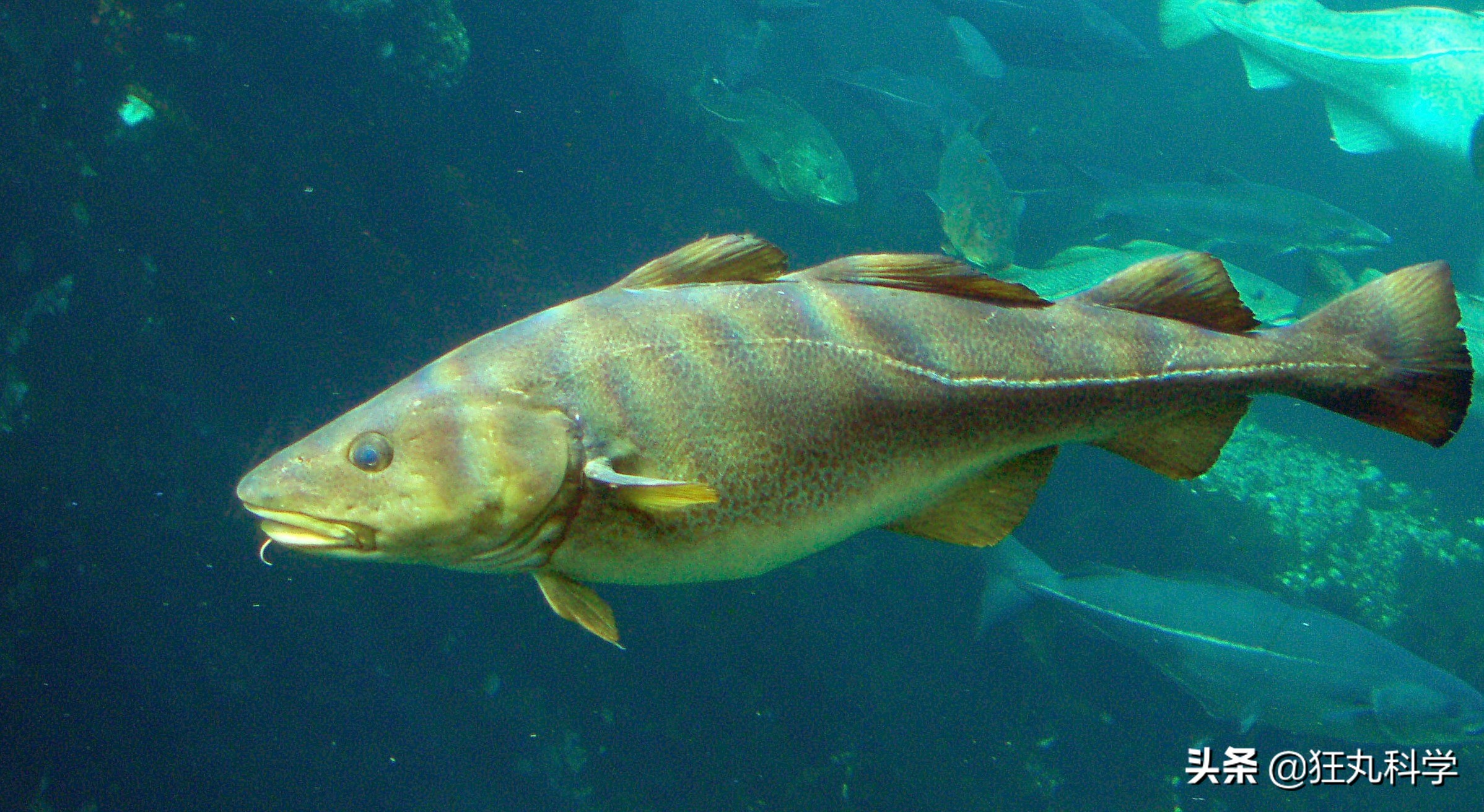 吃完屁股就流油的鱼,吃完屁股里冒油的鱼