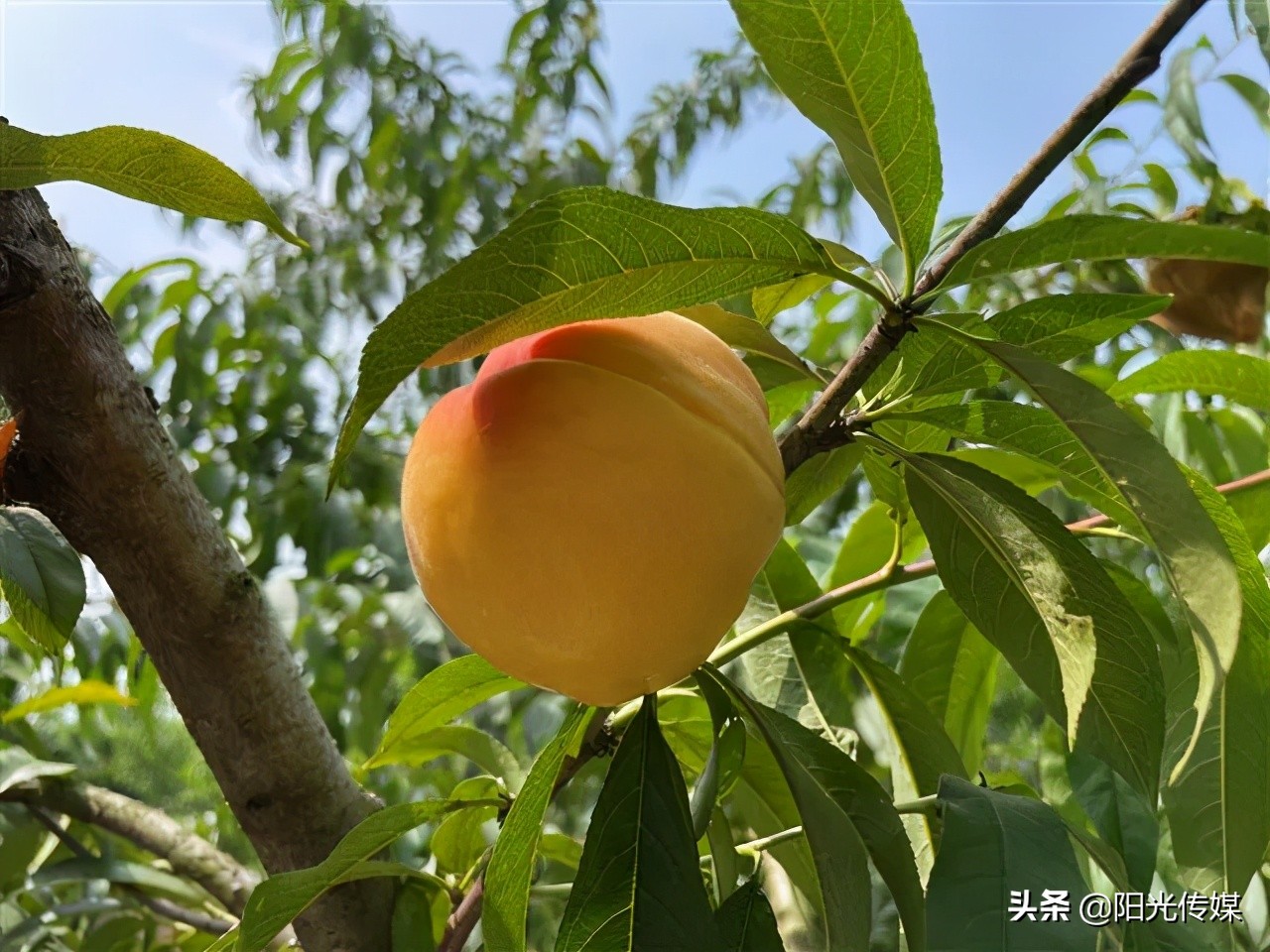 福利来啦！德阳喜欢吃桃子的小伙伴看过来