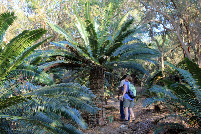 一株只剩下雄株的植物，被认为时世界上最孤独的植物