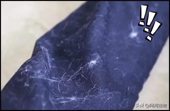 养宠物的哪个瞬间让你最崩溃,养宠物的24个扎心日常