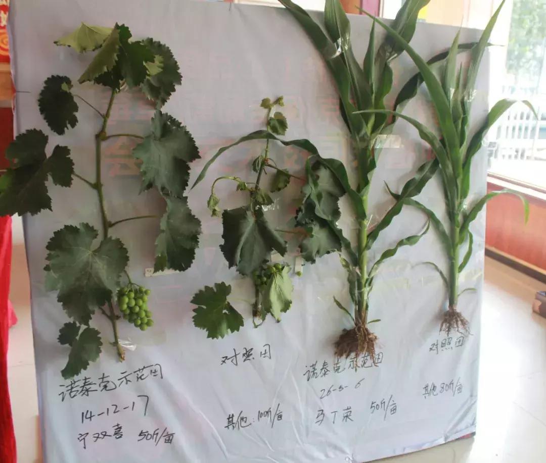 德国康朴诺泰克水溶肥有限公司,康朴诺泰克复合肥效果好吗