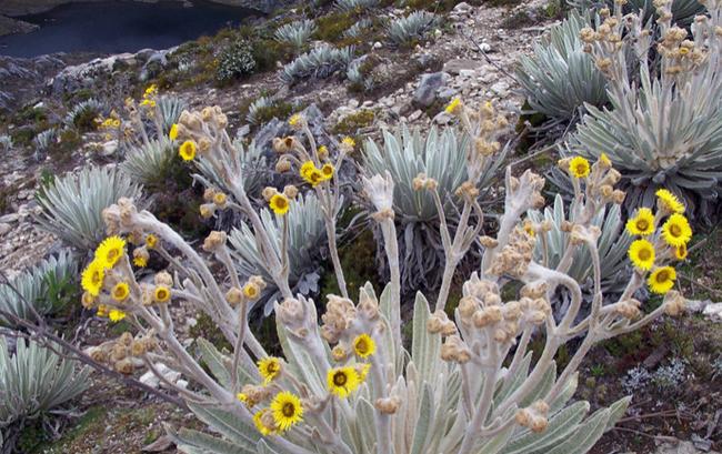 委内瑞拉最奢华的地方,委内瑞拉南美洲