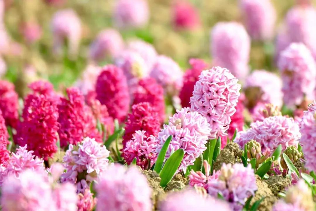 合肥最美的春天景点,合肥春天有哪些好玩的景点