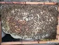 有没有蜜是蜂王的问题吧,看蜜蜂有没有王怎么看