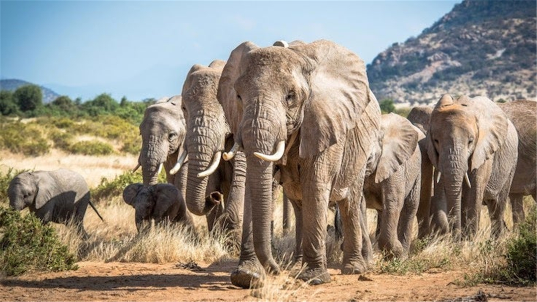 大象脚底可以感知很远的声音吗,大象听力来源于脚